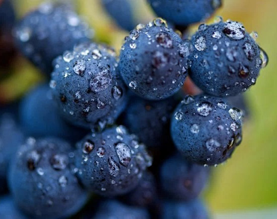 Uco Valley grapes - Blog about wine and strong alcoholic beverages Wine Blog photo Uco Valley grapes - Blog about wine and strong alcoholic beverages Wine Blog