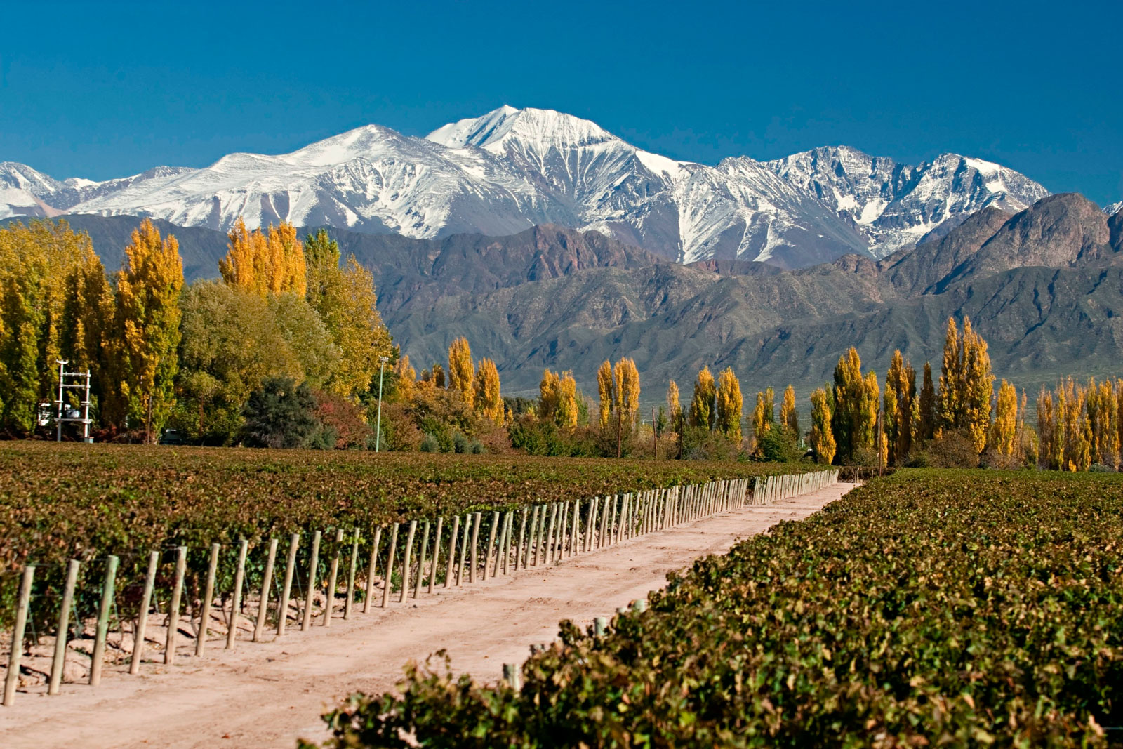 Vinos de La Luz Vineyards - Wine & Spirits Blog Wine Blog