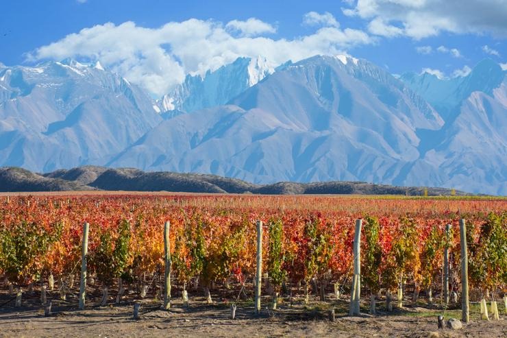 Argentine vineyards Vinos de La Luz - Blog about wine and strong alcoholic beverages Wine Blog