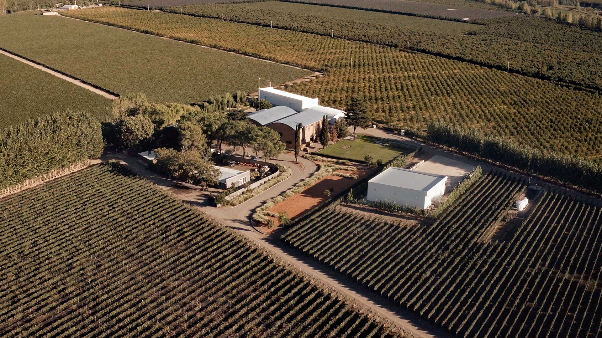 Vineyards Vinos de La Luz - Blog about wine and strong alcoholic beverages Wine Blog