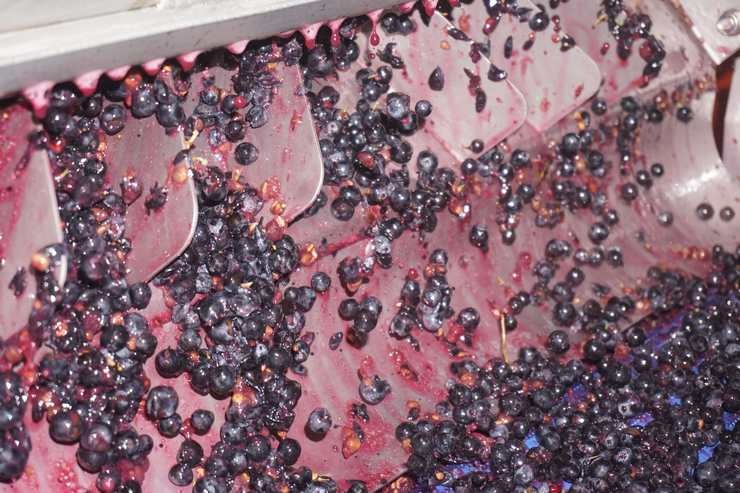 Processing of Tempranillo grapes – Wine & Spirits Blog Wine Blog