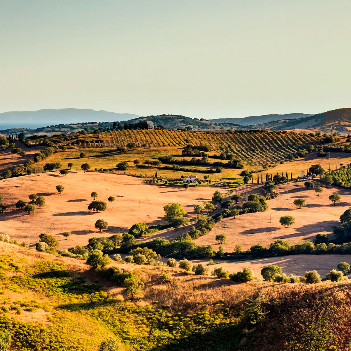 Vineyards of Tuscany - Blog about wine and strong alcoholic beverages Wine Blog photo Vineyards of Tuscany - Blog about wine and strong alcoholic beverages Wine Blog