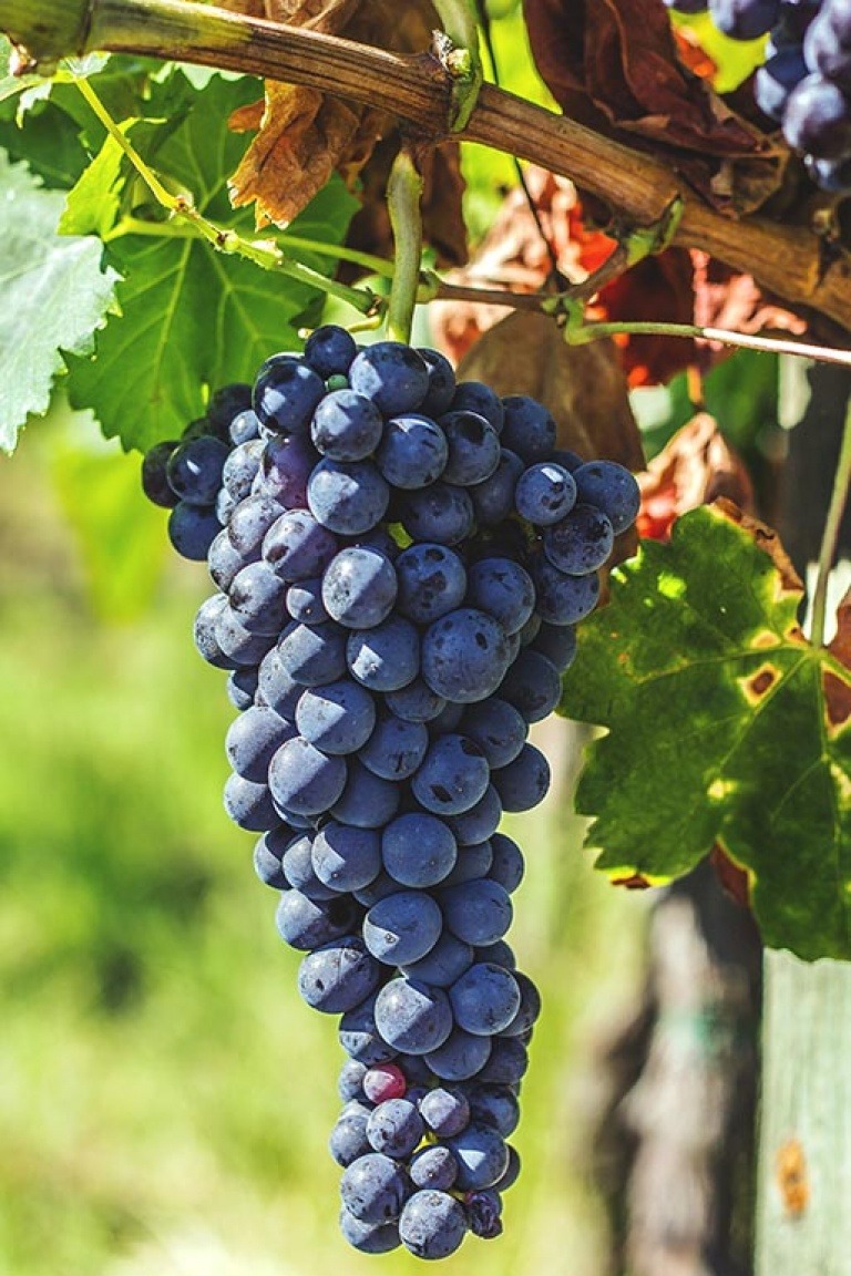 Montepulciano - Wine & Spirits Blog Wine Blog
